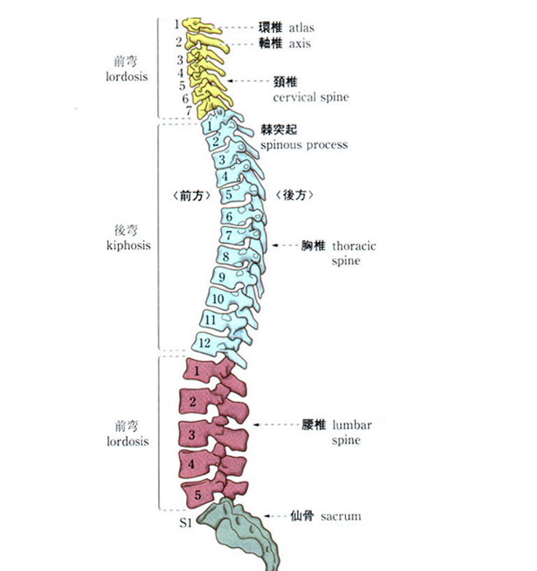 脊椎　ペイント.png